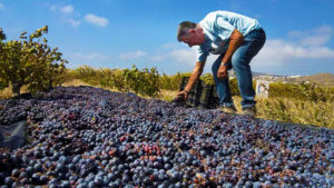 Video 1 for Private Organic House Wines Tasting and Mykonos' Culinary Tradition Exploration Combined with Vineyard Tour