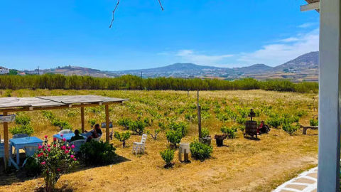 Υπάρχουν δύο επιλογές μενού από πιάτα για να διαλέξετε και επιπλέον 3 διαφορετικά κρασιά για κάθε επιλογή