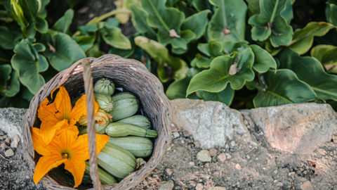 Homegrown zucchini in a basket