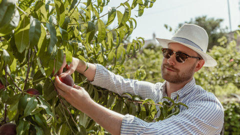 Collecting fresh fruits right from the tree
