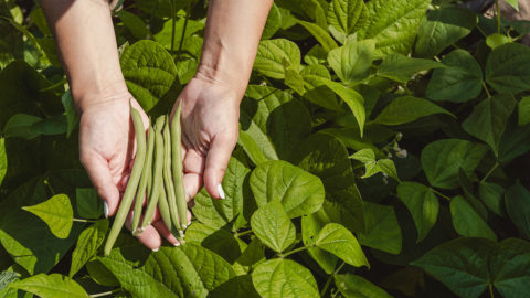 Fresh green beans from the garden
