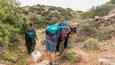 Learn the local plants and herbs of Naxos