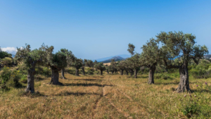 Αρχαία ελαιόδεντρα διάσπαρτα σε όλο το Σαγκρί