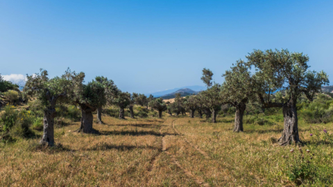 Αρχαία ελαιόδεντρα διάσπαρτα σε όλο το Σαγκρί