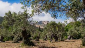 One of the largest olive groves in the island
