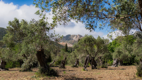 One of the largest olive groves in the island